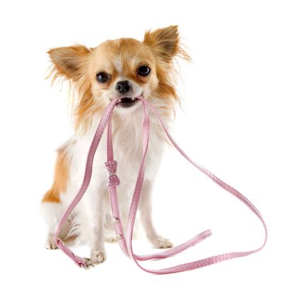Leashes for cats and dogs