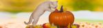 pumpkin-feline_1200